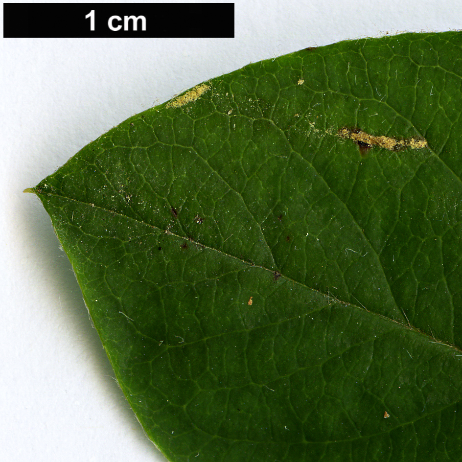 High resolution image: Family: Rosaceae - Genus: Cotoneaster - Taxon: roseus